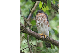 SPARROWHAWK (Accipiter nisus)